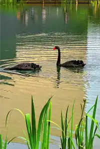 長沙免費打卡聖地，天鵝湖邊的莫內油畫。