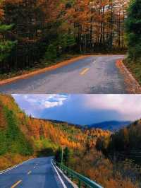 黃柏塬賞秋10月將進入最佳觀賞期。