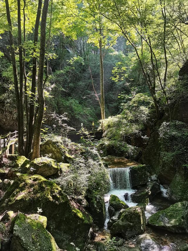 陝西牛背梁國家森林公園｜不愧是天然生態氧吧。