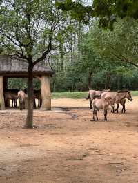 浙江省杭州市野生動物世界︱一次與自然精靈的親密接觸。
