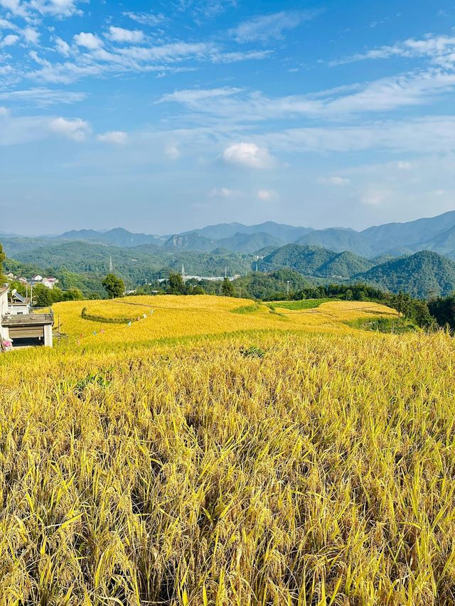 固原梯田｜觸摸大地指紋，邂逅最美梯田。