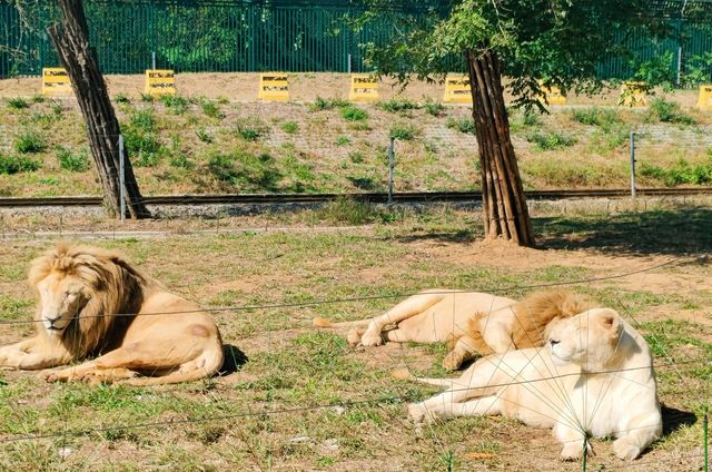 秦皇島野生動物園｜秋天必去遊玩好地方。