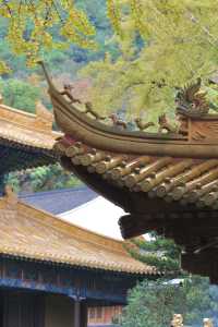 錢塘江觀潮，嘉興海寧鹽官攻略。