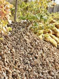 快來鄒平青陽鎮看祖國的大好「薑」山。