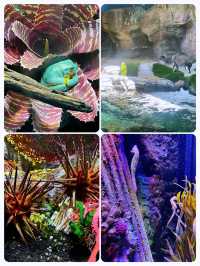 澳洲陽光海岸水族館‖一個專為孩子們打造的海洋奇遇地。