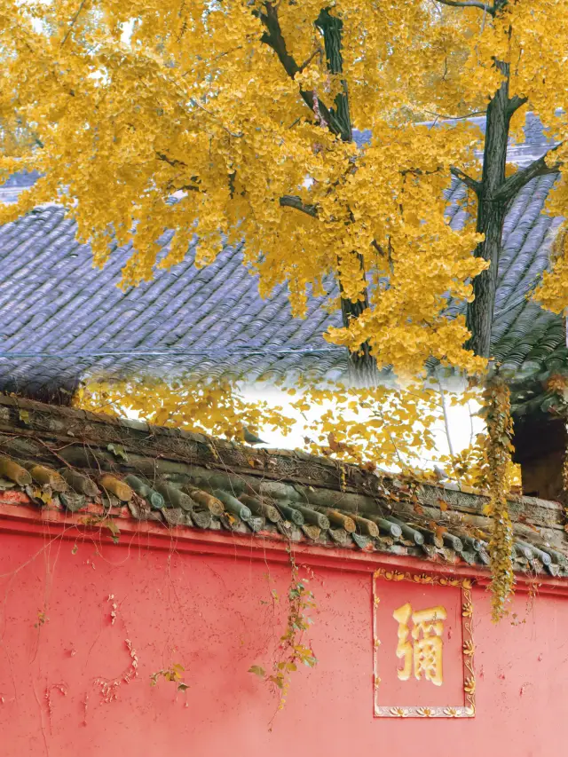 Chengdu Ginkgo Trees: Wenshu Monastery