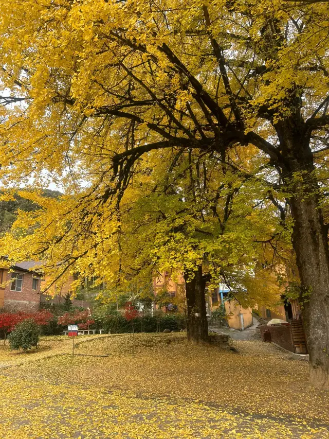Yongzhou, Hunan | Tongzi'ao | A great place to enjoy autumn. 