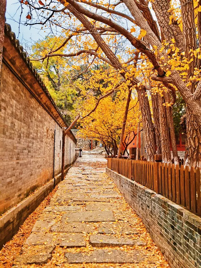 北京大覺寺：千年銀杏樹下的禪意之旅。