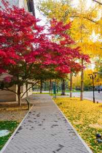 11月16日，友誼賓館紅楓漸變色更美！附位置！