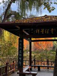 《濟南森林公園 | 秋日童話，這裡有你絕不能錯過的金黃世界。