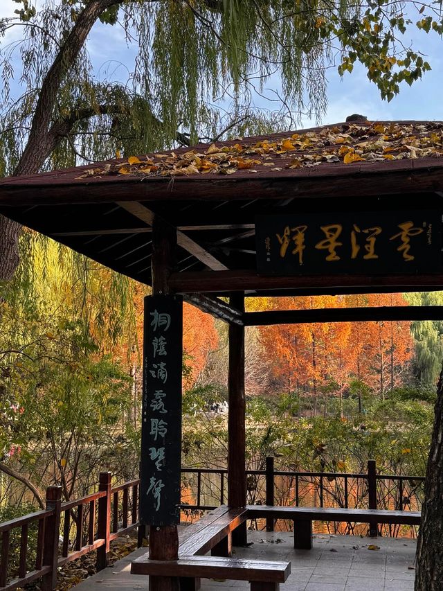 《濟南森林公園 | 秋日童話，這裡有你絕不能錯過的金黃世界。