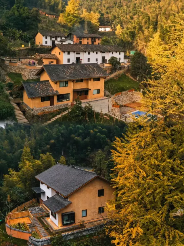 The ginkgo trees in "Little Tengchong" in Ji'an, Jiangxi have turned yellow! Come and see them!