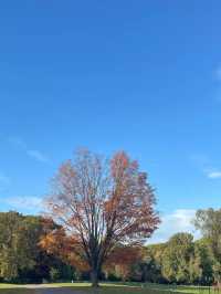 Experience the Vibrant Fall Foliage in New York City via Subway