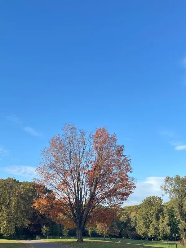 Experience the Vibrant Fall Foliage in New York City via Subway