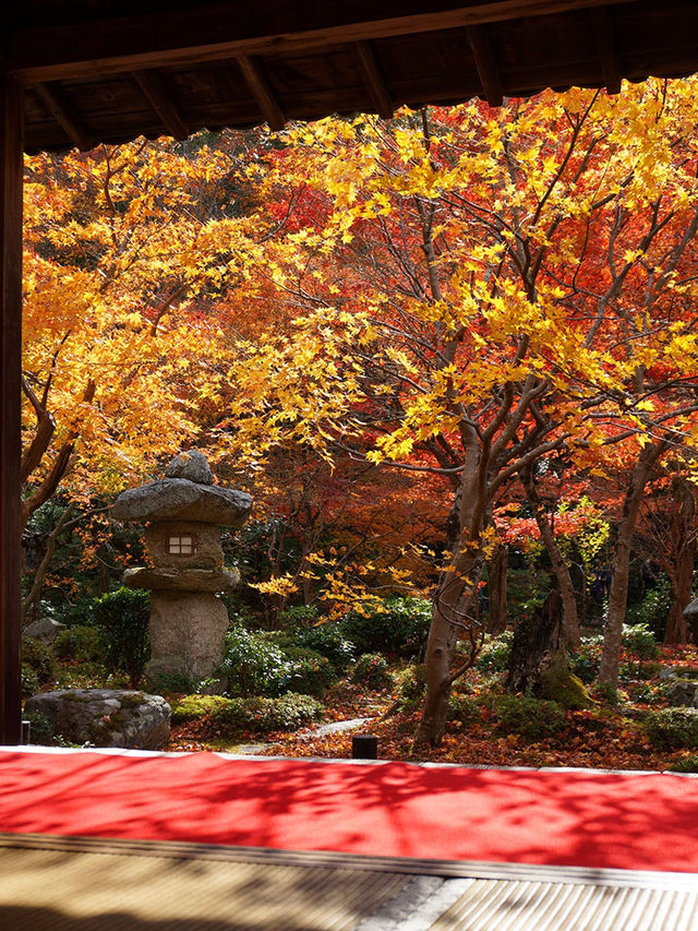 京都行程｜紅葉季慢遊｜洛北圓光寺與詩仙堂