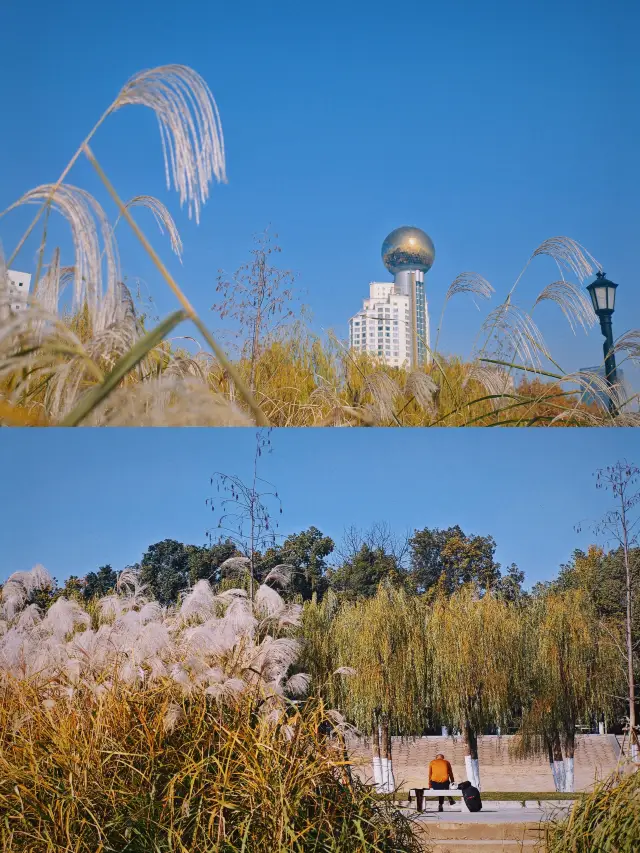 The best time to take photos of the reed marshes at Hankou River Beach is now. 