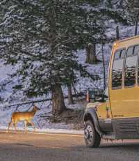 How Stunning is Yellowstone in Winter?