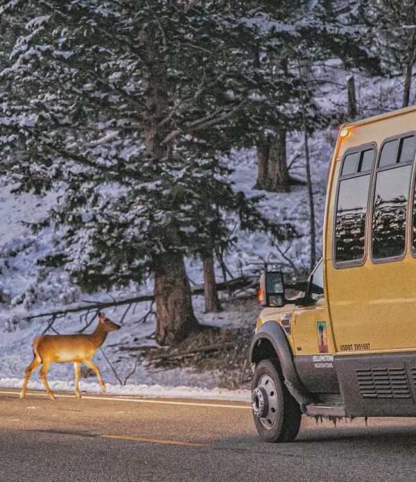 How Stunning is Yellowstone in Winter?