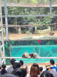熬夜整理清邁夜間動物園の實用攻略。