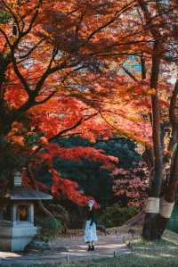我在東京看紅葉拍到了人生照片