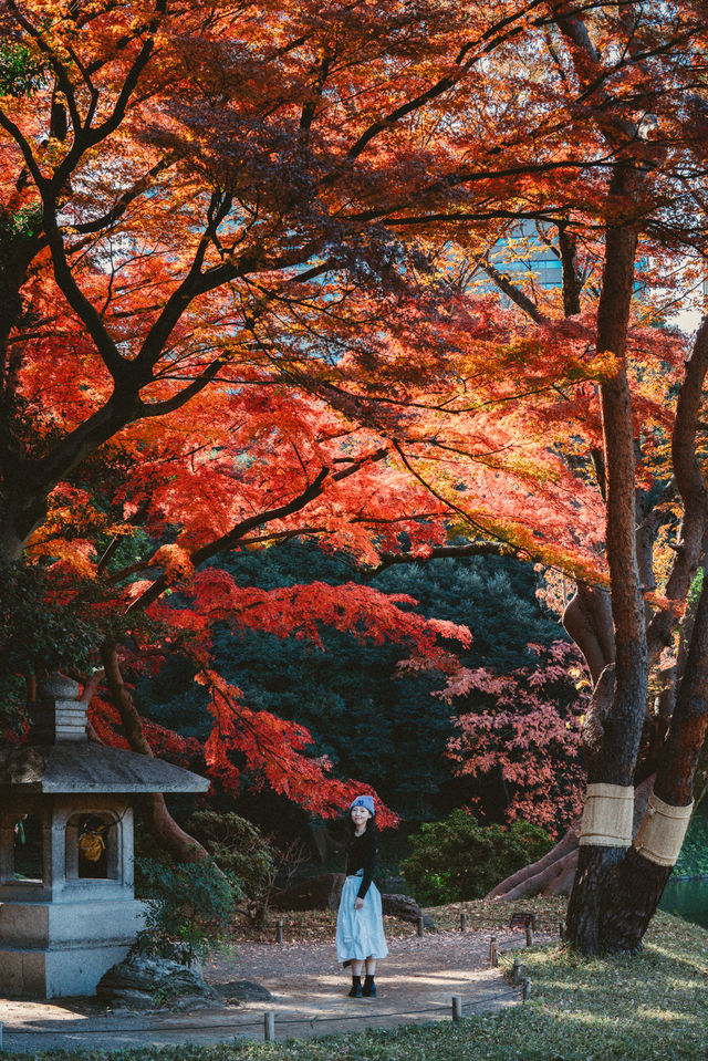 我在東京看紅葉拍到了人生照片