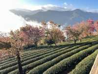 大理無量山·櫻花谷