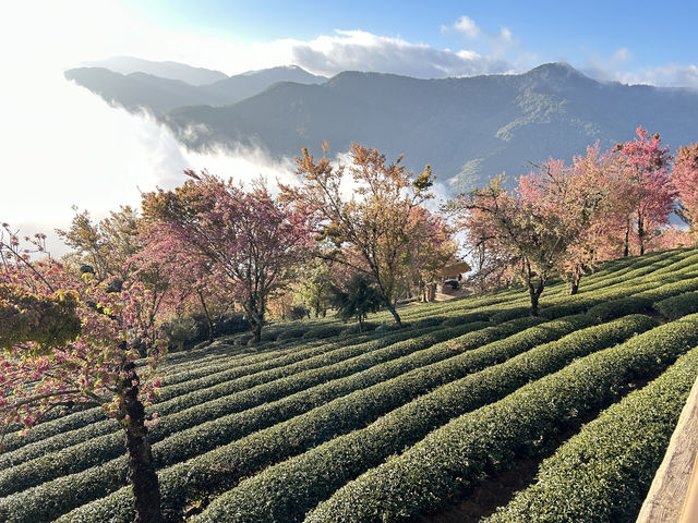 大理無量山·櫻花谷