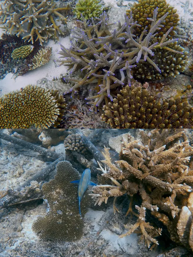 몰디브 로빈슨 클럽 스쿠버다이빙 가이드 | 환상적인 해저 탐험 여행