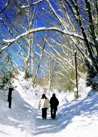 樂在大雪紛飛—日本長野