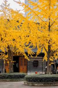 寧波七塔寺銀杏終於要黃了還有0r蓋章
