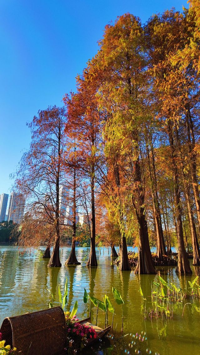 深圳洪湖公園：邂逅美拉德色系的冬日浪漫