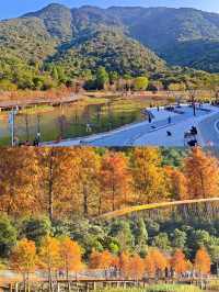 深圳坪山可以看落羽杉新開的免費公園 live