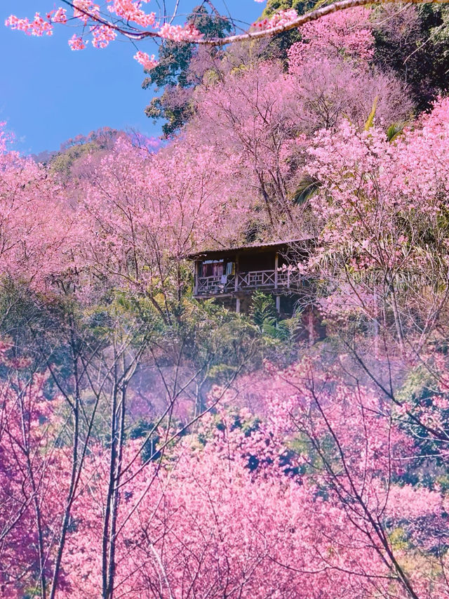 清邁｜賞花又是一年山野山野櫻花盛開之時