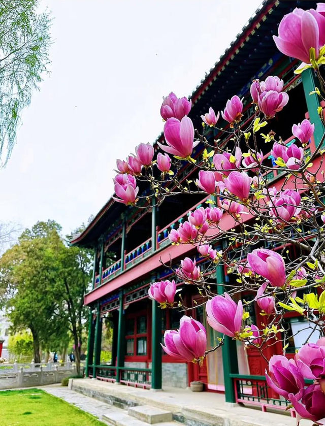 古蓮花池