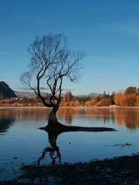 Queenstown Deer park in New Zealand😍❤️