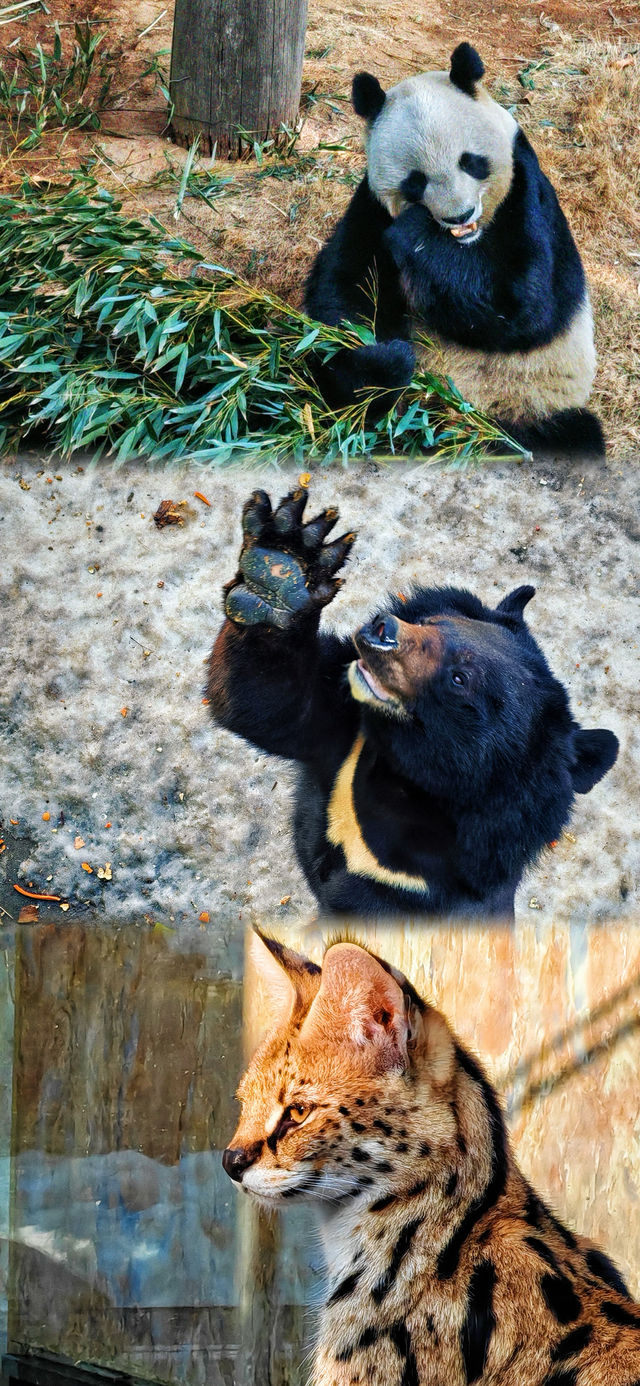 春節假期一定要來打卡的西霞口神雕山野生動物園