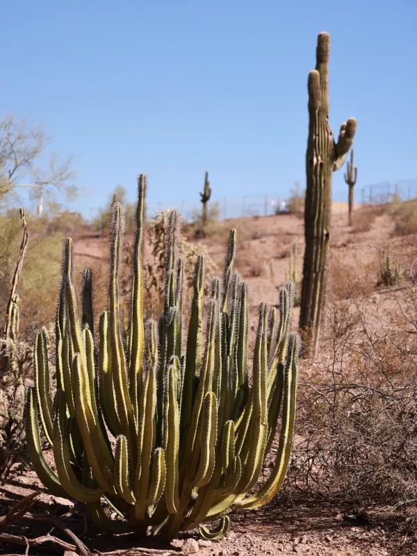 Exploring Phoenix Zoo in Arizona