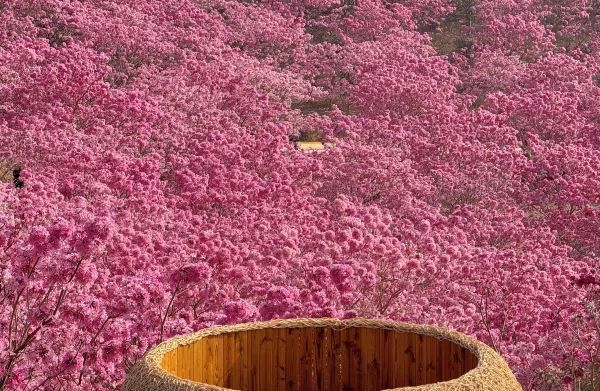 江門綠美生態園：實拍最美紫花風鈴木