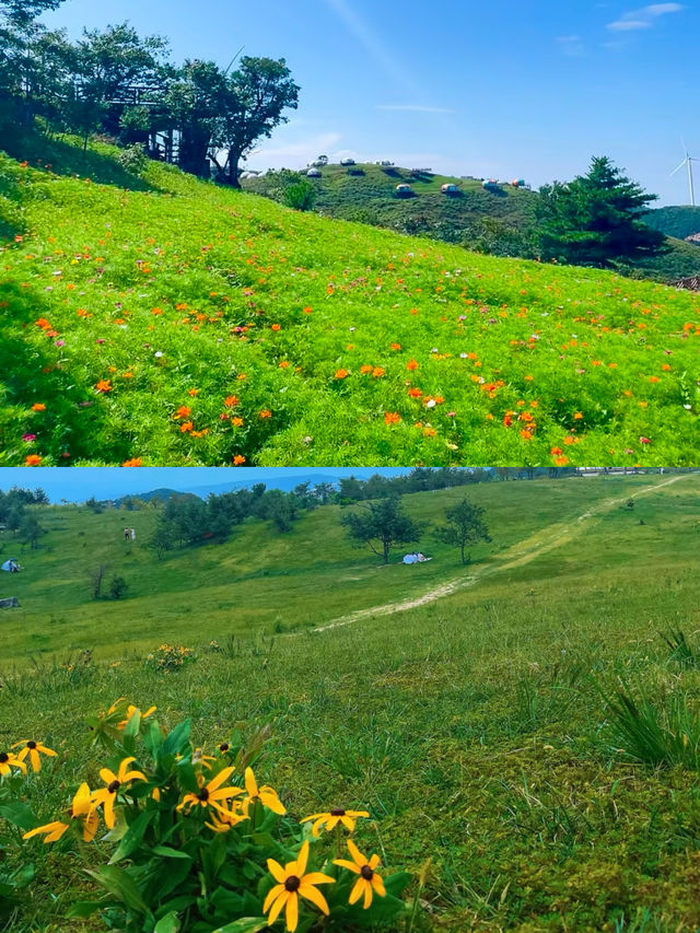 山楂樹之約，情定百里荒