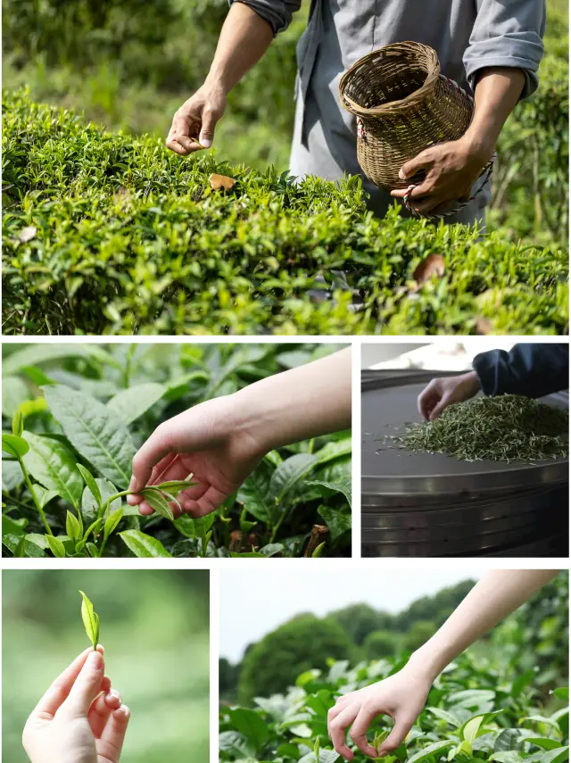 踏春挖筍採茶捏青團丨安吉親近自然一日遊