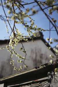 燕園|又一年梅花開了