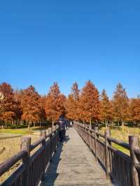 青西郊野公園絕對是任何季節都值得去的地方！