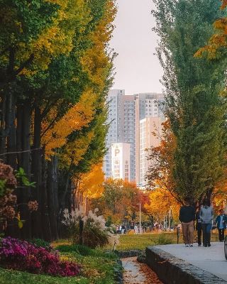 Wonju Forest Park in Wonju, South Korea: A Fairytale Forest in Autumn 
