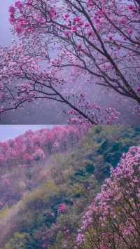 九皇山花溪辛夷花