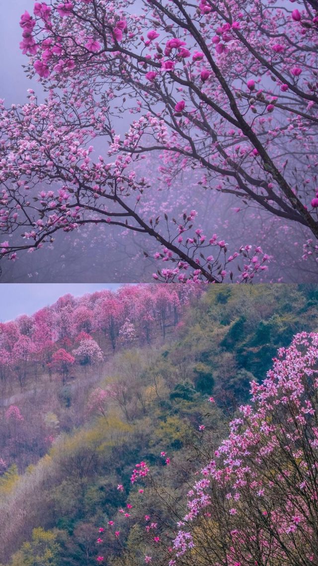 九皇山花溪辛夷花