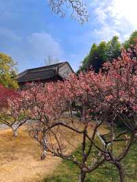 泰州梅園：蛇年新春，邂逅梅香雅韻