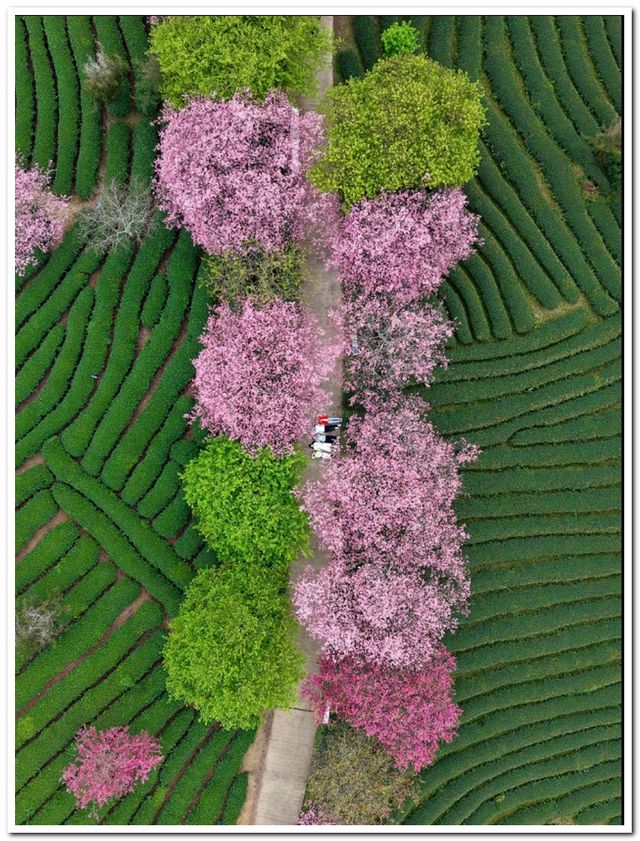 福建龍巖永福櫻花 | 夢幻仙境拍照全攻略