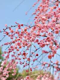 寧波市區就能賞龍梅！在日湖公園！快衝！