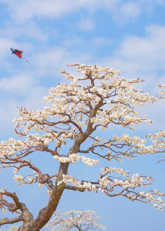 蘇州光福下崦湖|梅花是春天的調色盤