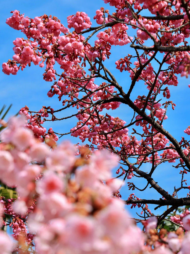 《大寧公園的櫻花盛景》